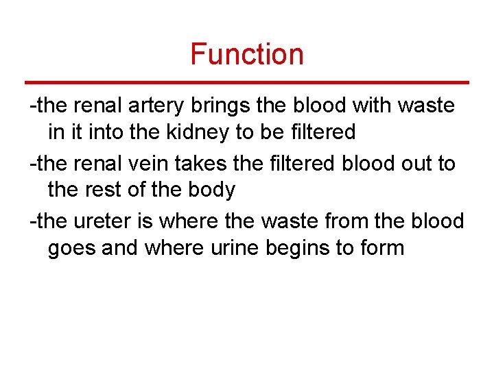 Function -the renal artery brings the blood with waste in it into the kidney