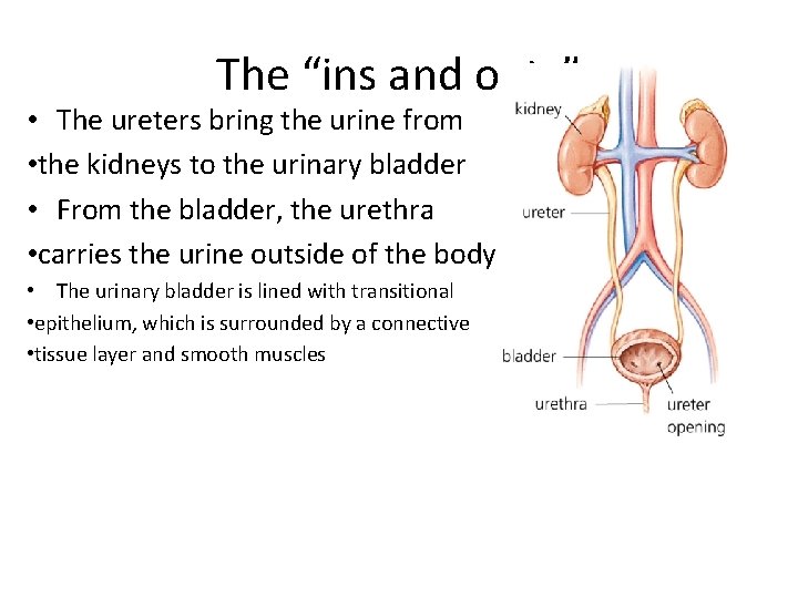 The “ins and outs” • The ureters bring the urine from • the kidneys