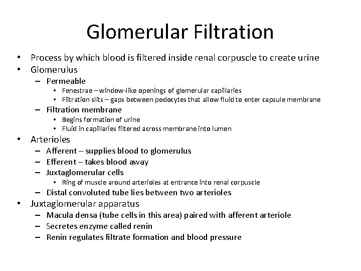 Glomerular Filtration • Process by which blood is filtered inside renal corpuscle to create