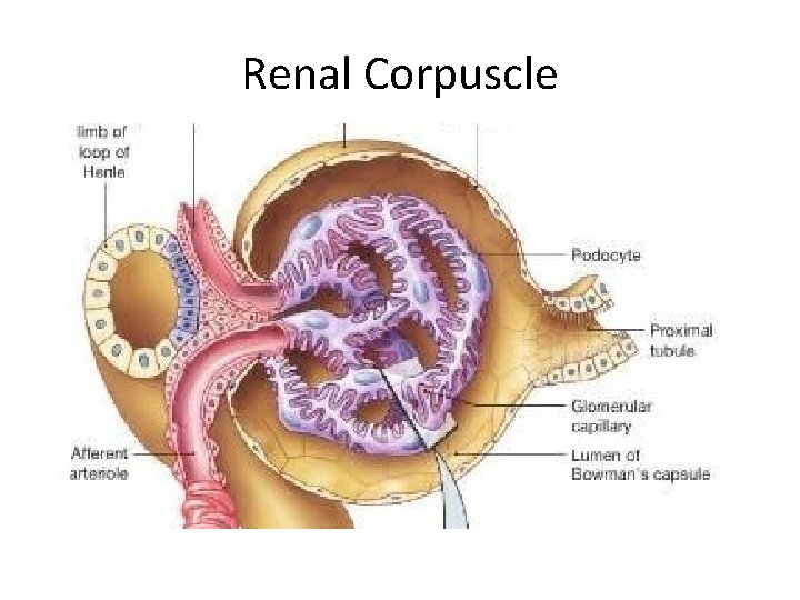 Renal Corpuscle 