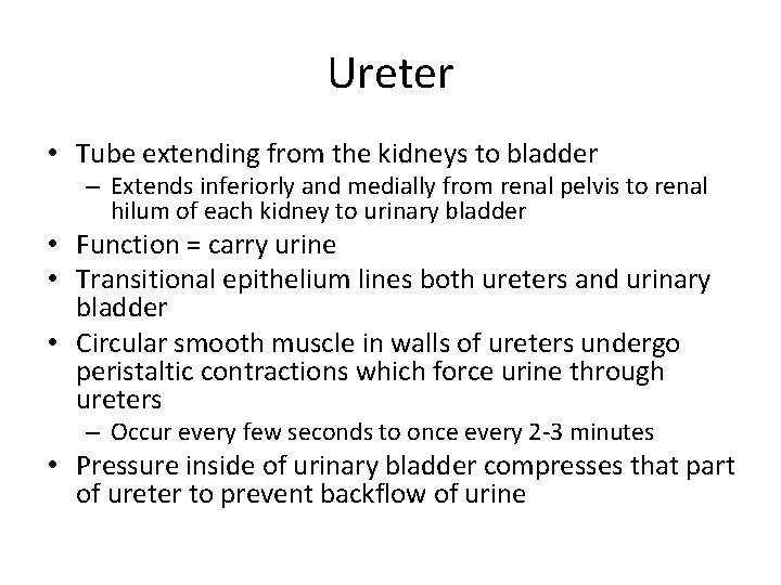 Ureter • Tube extending from the kidneys to bladder – Extends inferiorly and medially