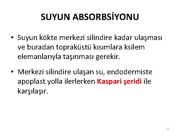 SUYUN ABSORBSİYONU • Suyun kökte merkezi silindire kadar ulaşması ve buradan topraküstü kısımlara ksilem