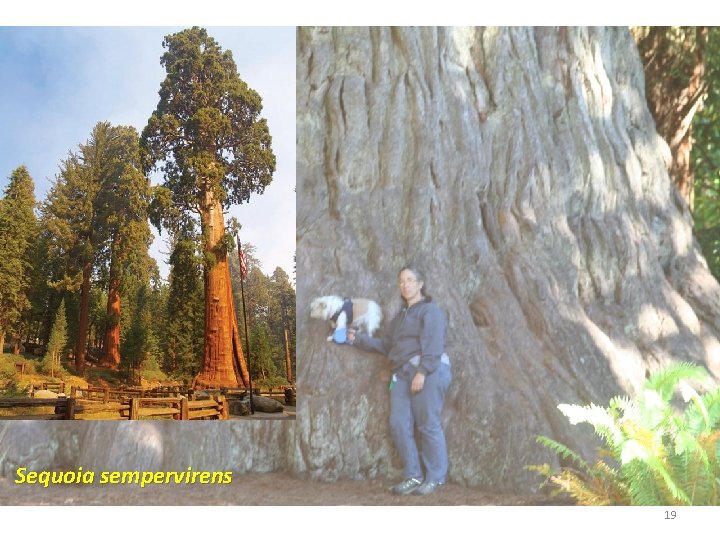 Sequoia sempervirens 19 