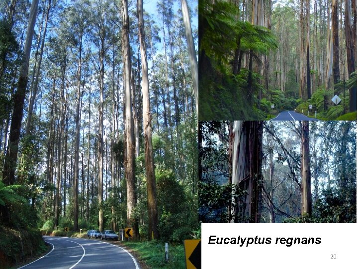 Eucalyptus regnans 20 