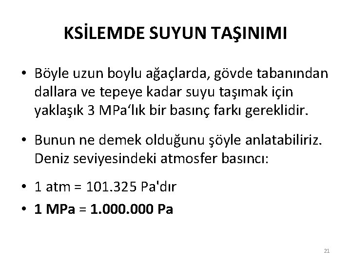 KSİLEMDE SUYUN TAŞINIMI • Böyle uzun boylu ağaçlarda, gövde tabanından dallara ve tepeye kadar