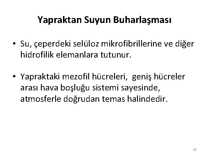 Yapraktan Suyun Buharlaşması • Su, çeperdeki selüloz mikrofibrillerine ve diğer hidrofilik elemanlara tutunur. •