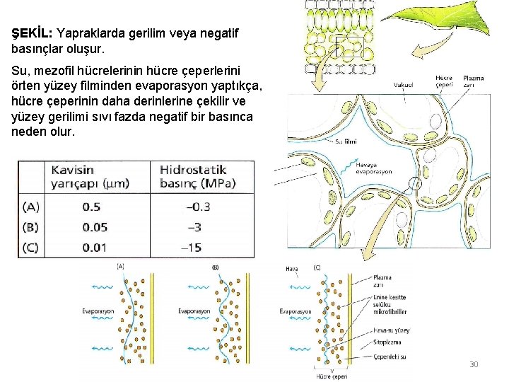 ŞEKİL: Yapraklarda gerilim veya negatif basınçlar oluşur. Su, mezofil hücrelerinin hücre çeperlerini örten yüzey