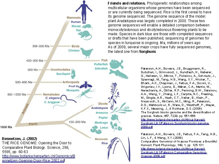 Friends and relations. Phylogenetic relationships among multicellular organisms whose genomes have been sequenced or