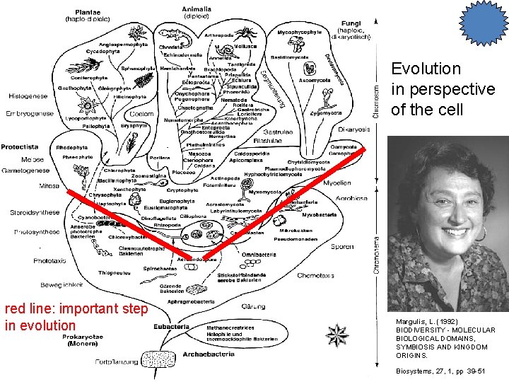 Evolution in perspective of the cell red line: important step in evolution Margulis, L.