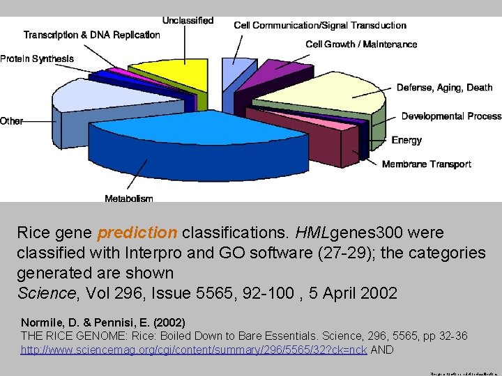 Rice gene prediction classifications. HMLgenes 300 were classified with Interpro and GO software (27
