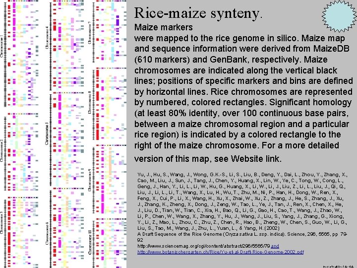 Rice-maize synteny. Maize markers were mapped to the rice genome in silico. Maize map