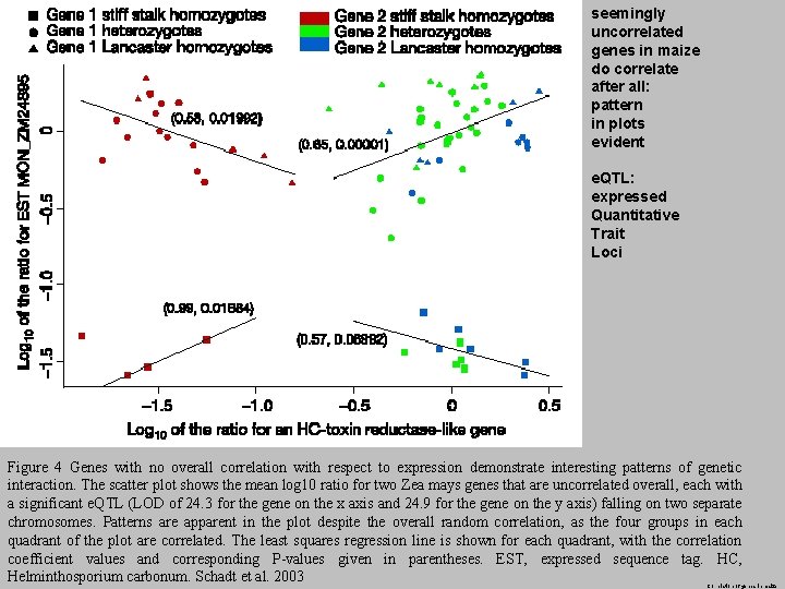 seemingly uncorrelated genes in maize do correlate after all: pattern in plots evident e.