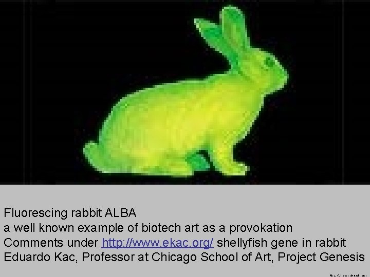 Fluorescing rabbit ALBA a well known example of biotech art as a provokation Comments