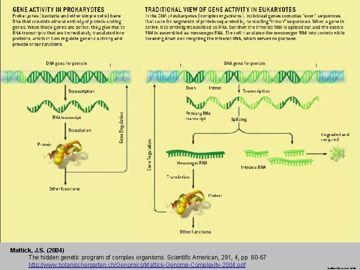 Mattick, J. S. (2004) The hidden genetic program of complex organisms. Scientific American, 291,