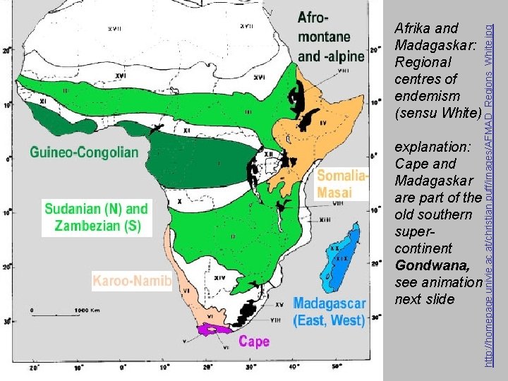 explanation: Cape and Madagaskar are part of the old southern supercontinent Gondwana, see animation