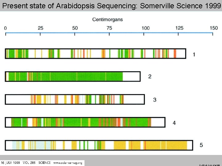 Present state of Arabidopsis Sequencing: Somerville Science 1999 Arabidopsis Sequencing 1999 