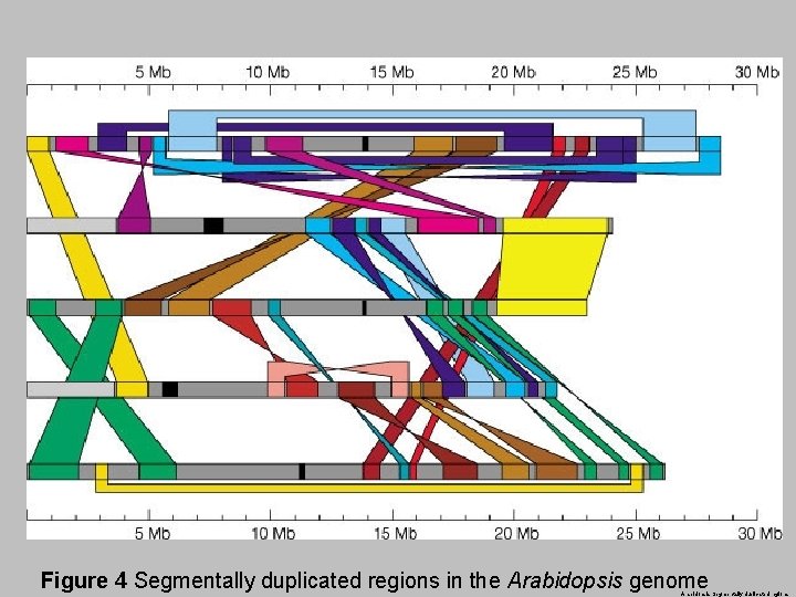Figure 4 Segmentally duplicated regions in the Arabidopsis genome Arabidopsis Segmentally duplicated regions 