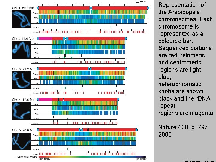 Representation of the Arabidopsis chromosomes. Each chromosome is represented as a coloured bar. Sequenced