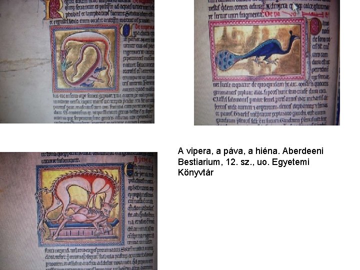 A vipera, a páva, a hiéna. Aberdeeni Bestiarium, 12. sz. , uo. Egyetemi Könyvtár
