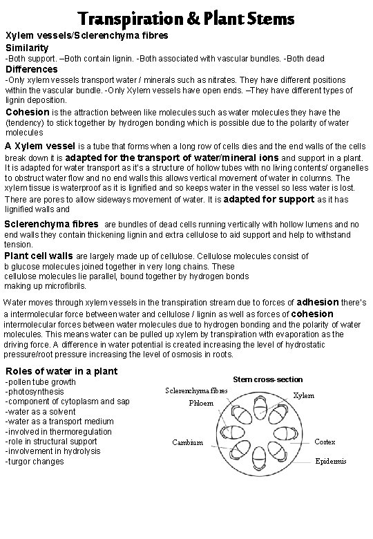 Transpiration & Plant Stems Xylem vessels/Sclerenchyma fibres Similarity -Both support. –Both contain lignin. -Both