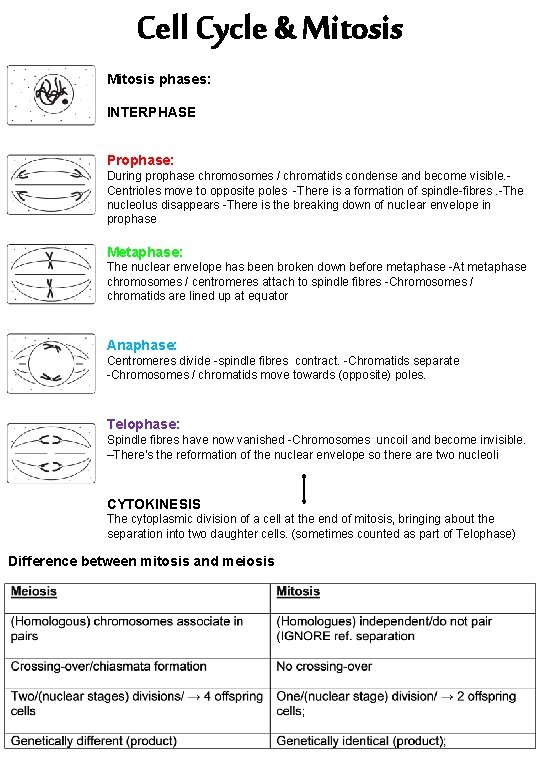 Cell Cycle & Mitosis phases: INTERPHASE Prophase: During prophase chromosomes / chromatids condense and