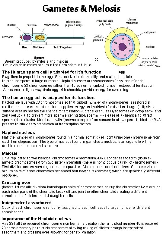 Gametes & Meiosis Sperm produced by mitosis and meiosis Cell division in males occurs