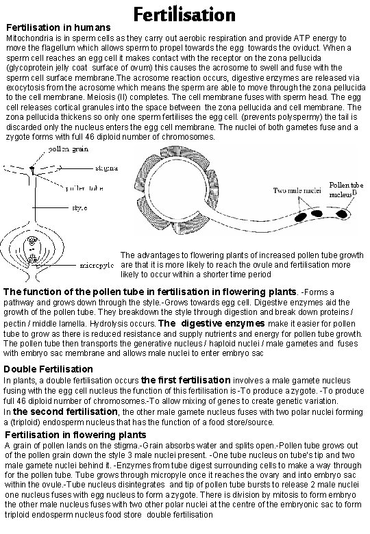 Fertilisation in humans Fertilisation Mitochondria is in sperm cells as they carry out aerobic