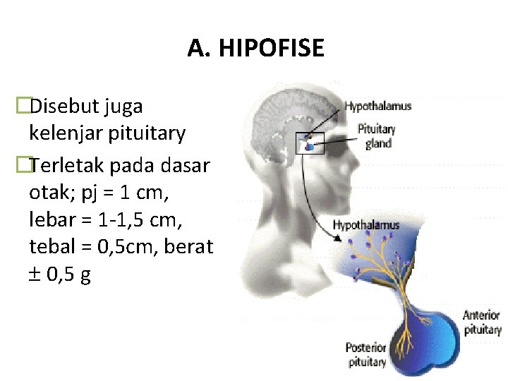 A. HIPOFISE �Disebut juga kelenjar pituitary �Terletak pada dasar otak; pj = 1 cm,