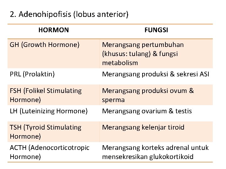 2. Adenohipofisis (lobus anterior) HORMON FUNGSI GH (Growth Hormone) Merangsang pertumbuhan (khusus: tulang) &