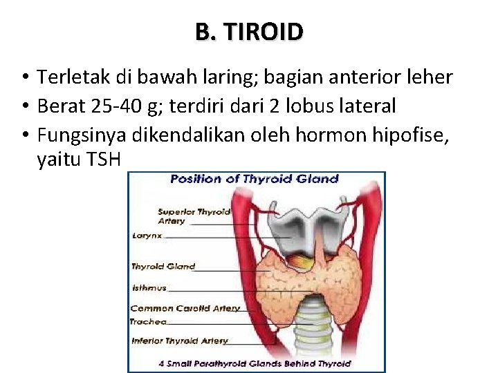 B. TIROID • Terletak di bawah laring; bagian anterior leher • Berat 25 -40
