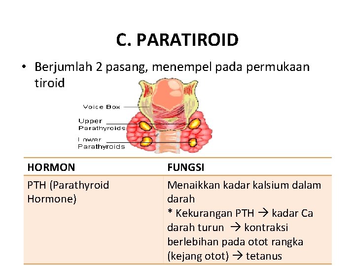 C. PARATIROID • Berjumlah 2 pasang, menempel pada permukaan tiroid HORMON PTH (Parathyroid Hormone)