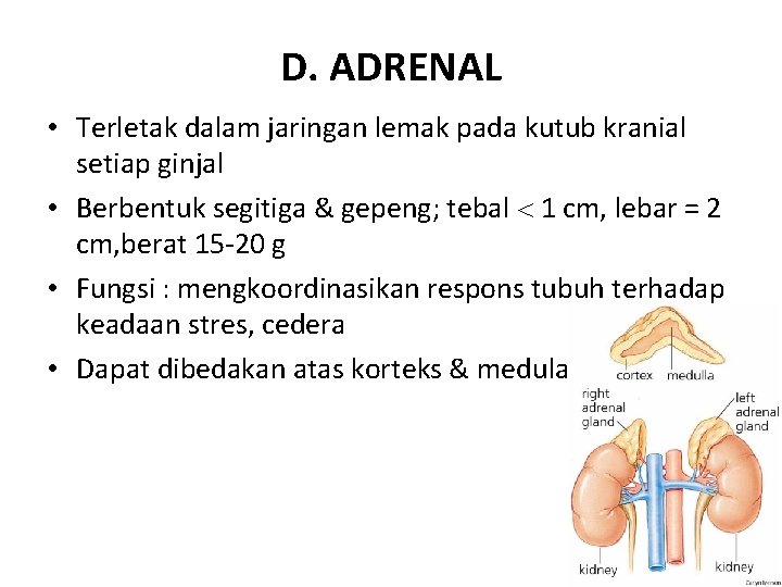 D. ADRENAL • Terletak dalam jaringan lemak pada kutub kranial setiap ginjal • Berbentuk