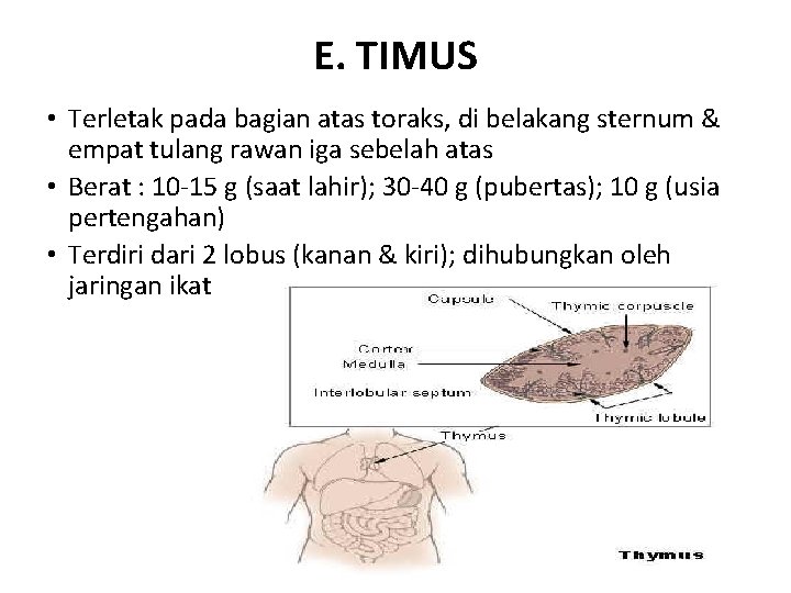 E. TIMUS • Terletak pada bagian atas toraks, di belakang sternum & empat tulang