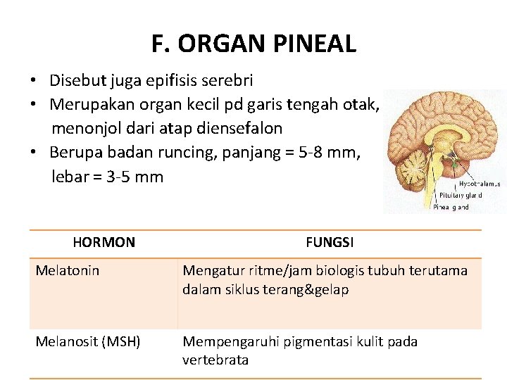F. ORGAN PINEAL • Disebut juga epifisis serebri • Merupakan organ kecil pd garis