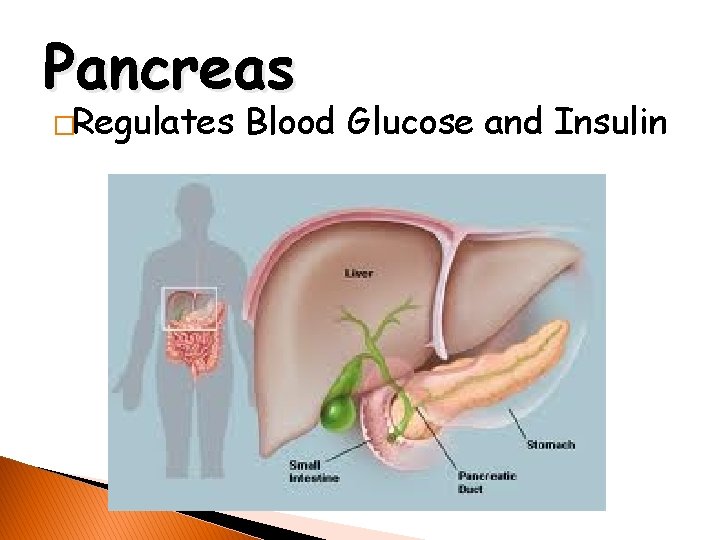 Pancreas �Regulates Blood Glucose and Insulin 