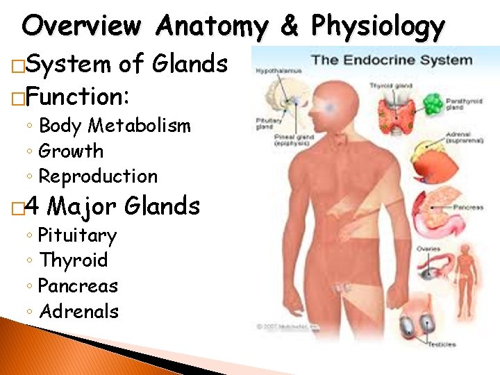 Overview Anatomy & Physiology �System of Glands �Function: ◦ Body Metabolism ◦ Growth ◦