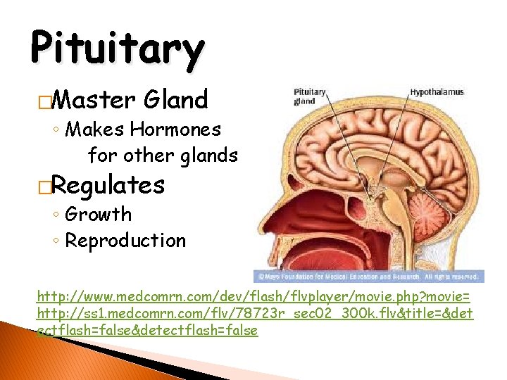 Pituitary �Master Gland ◦ Makes Hormones for other glands �Regulates ◦ Growth ◦ Reproduction