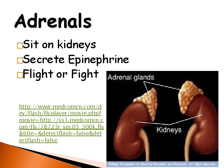 Adrenals �Sit on kidneys �Secrete Epinephrine �Flight or Fight http: //www. medcomrn. com/d ev/flash/flvplayer/movie.