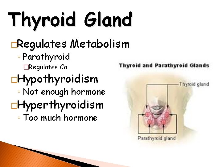 Thyroid Gland �Regulates ◦ Parathyroid Metabolism �Regulates Ca �Hypothyroidism ◦ Not enough hormone �Hyperthyroidism