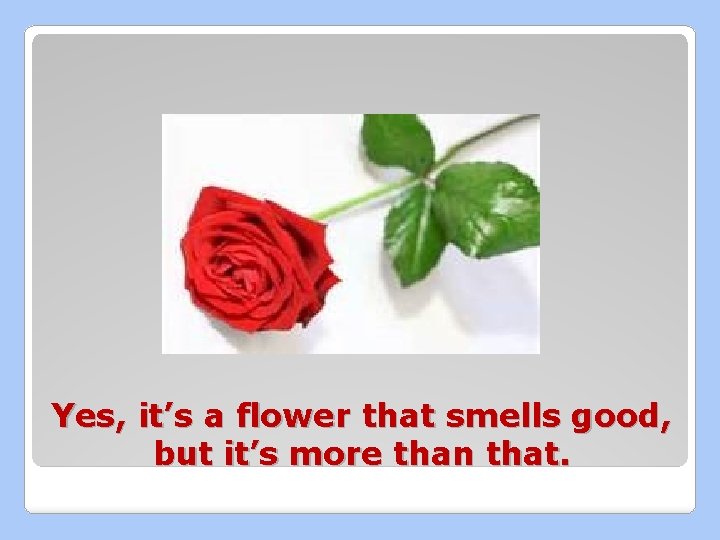 Yes, it’s a flower that smells good, but it’s more than that. 