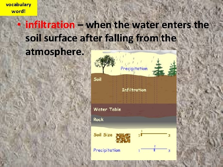 vocabulary word! • infiltration – when the water enters the soil surface after falling