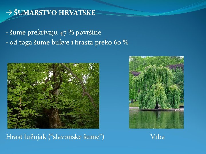  ŠUMARSTVO HRVATSKE - šume prekrivaju 47 % površine - od toga šume bukve