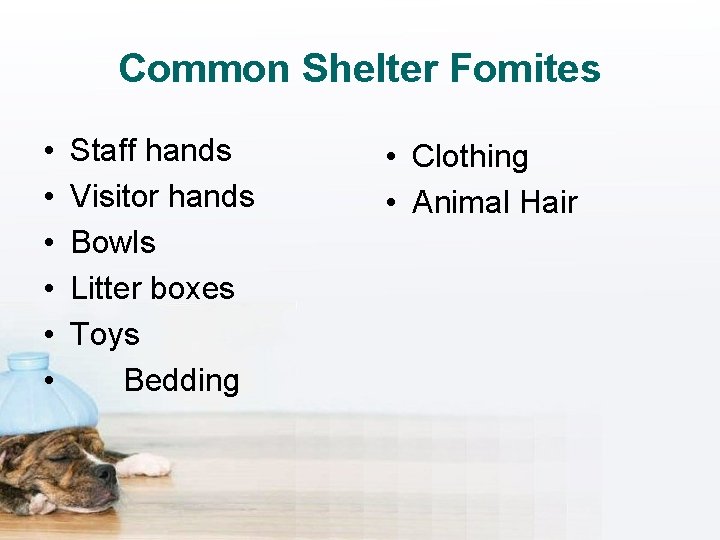 Common Shelter Fomites • • • Staff hands Visitor hands Bowls Litter boxes Toys