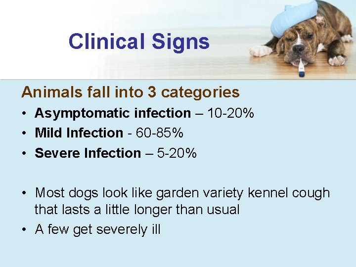 Clinical Signs Animals fall into 3 categories • Asymptomatic infection – 10 -20% •