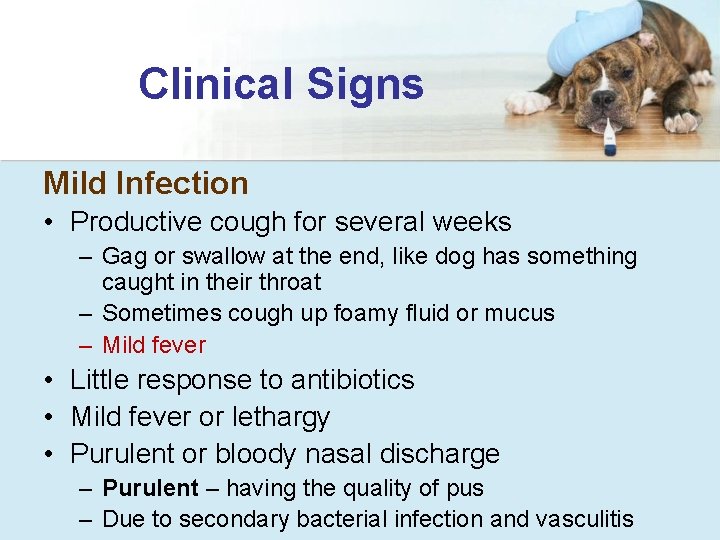 Clinical Signs Mild Infection • Productive cough for several weeks – Gag or swallow