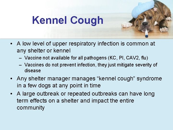 Kennel Cough • A low level of upper respiratory infection is common at any