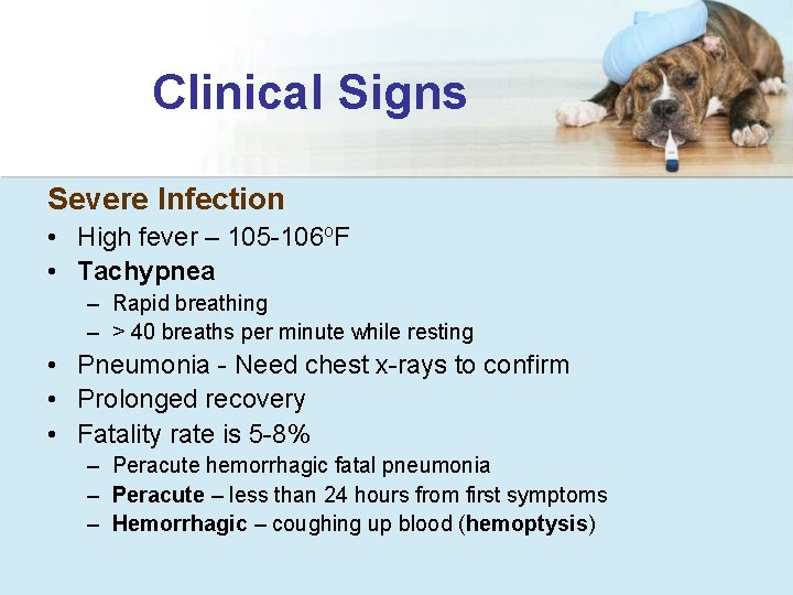 Clinical Signs Severe Infection • High fever – 105 -106 o. F • Tachypnea