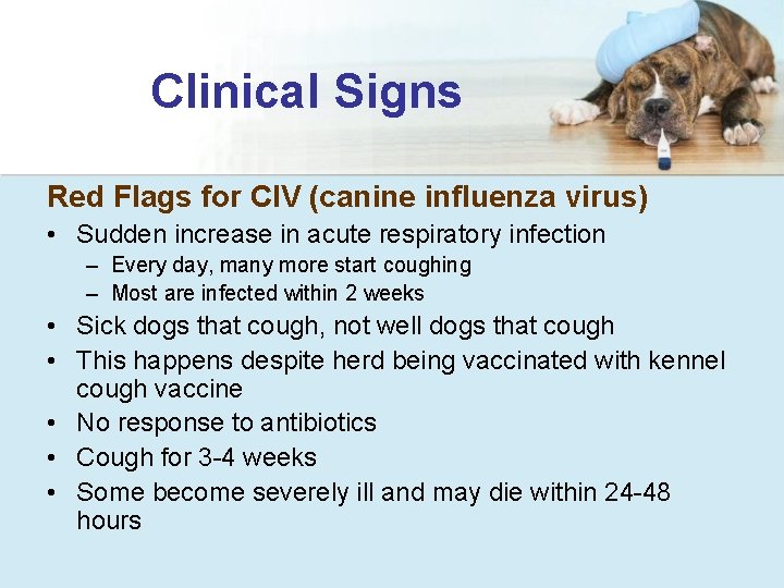 Clinical Signs Red Flags for CIV (canine influenza virus) • Sudden increase in acute