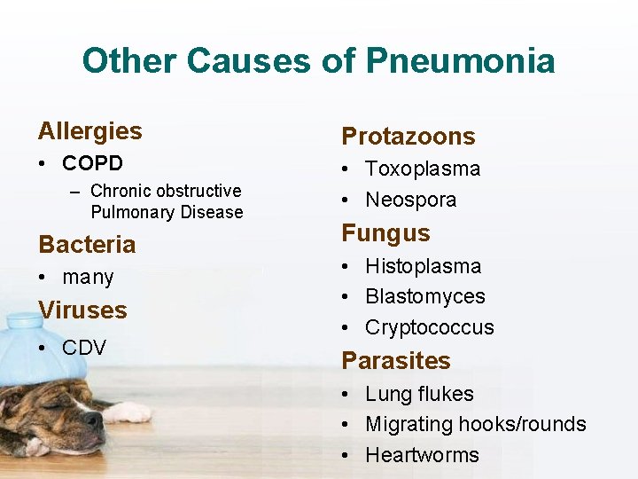 Other Causes of Pneumonia Allergies Protazoons • COPD • Toxoplasma • Neospora – Chronic