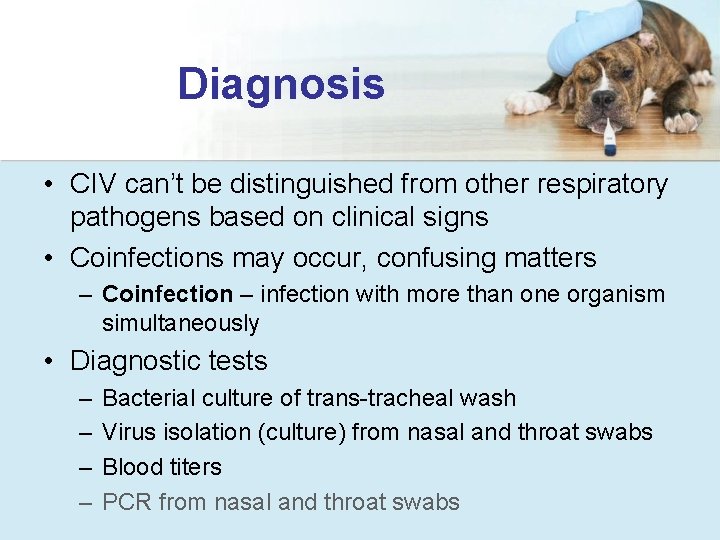 Diagnosis • CIV can’t be distinguished from other respiratory pathogens based on clinical signs